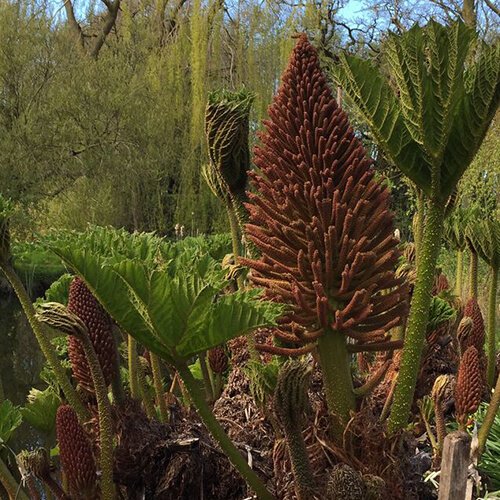 Gunnera manicata leaves